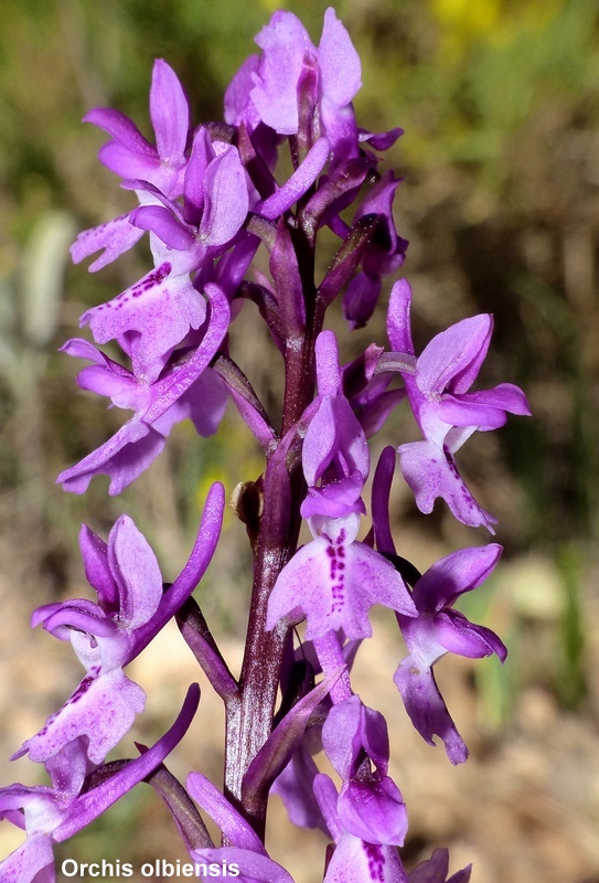 Andalusia: le orchidee e Grandi Pietre  marzo-aprile 2023.